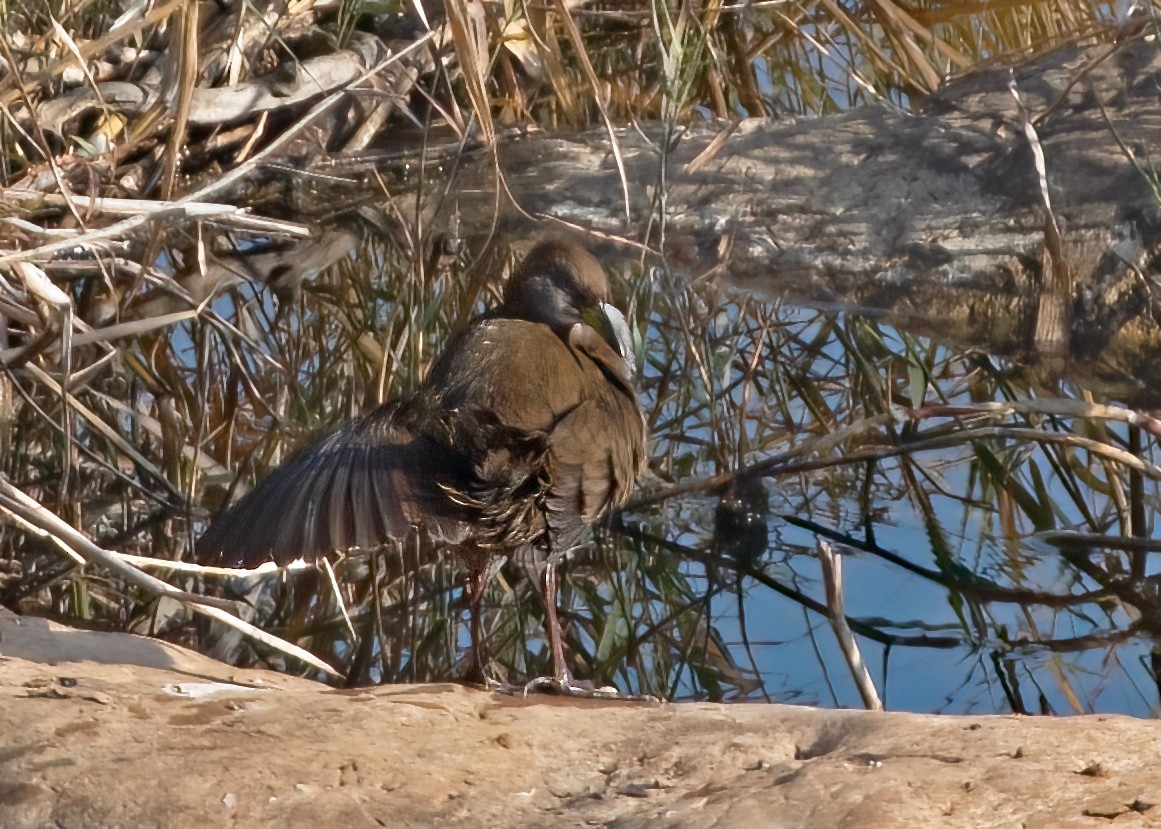 Brown Crake - ML399454091