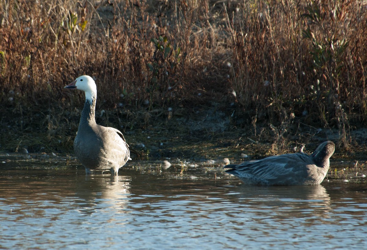 Snow Goose - ML39945501