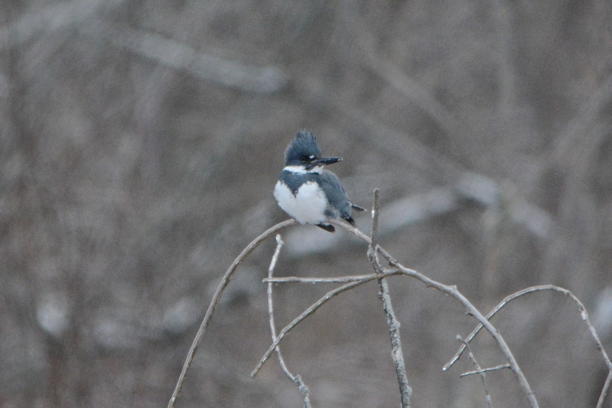 Belted Kingfisher - ML399456511