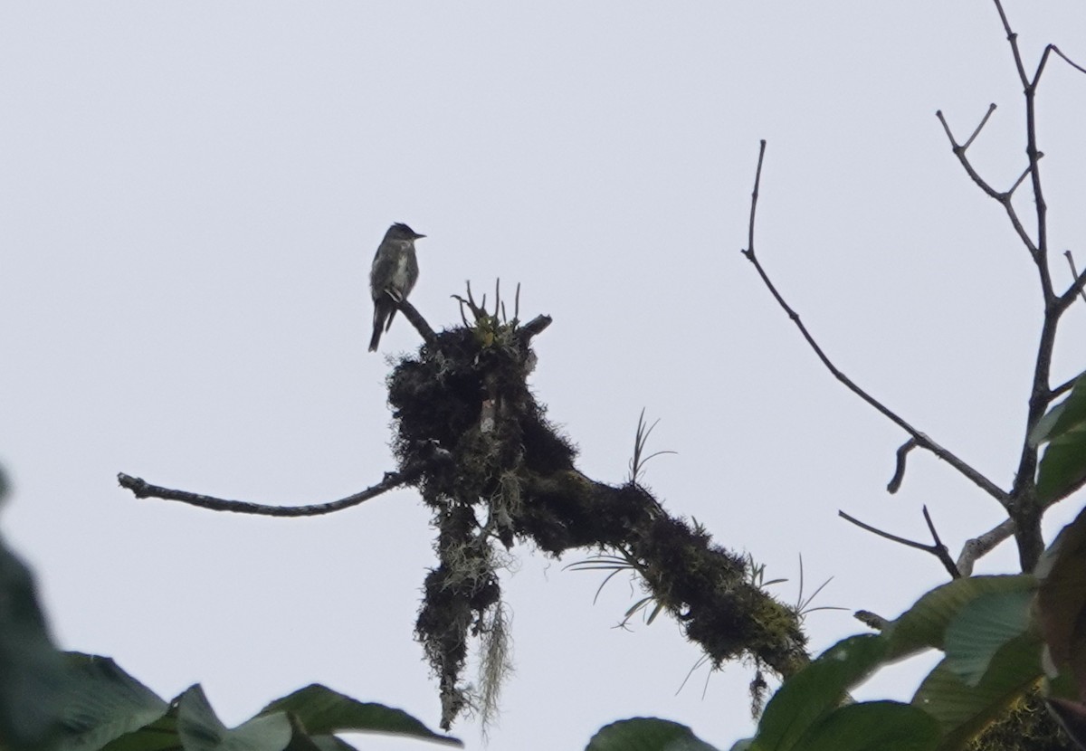 Olive-sided Flycatcher - Peter Blancher