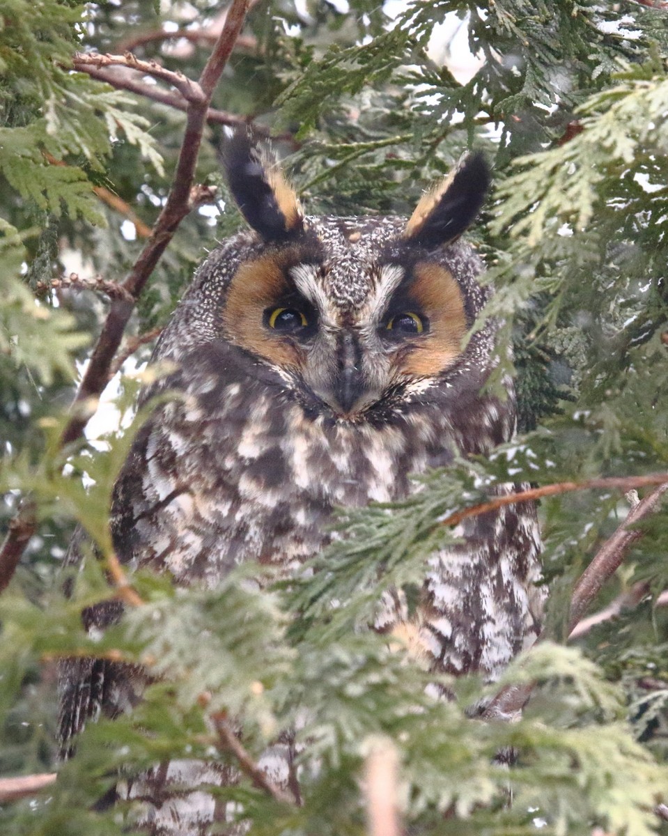 Long-eared Owl - ML399457451