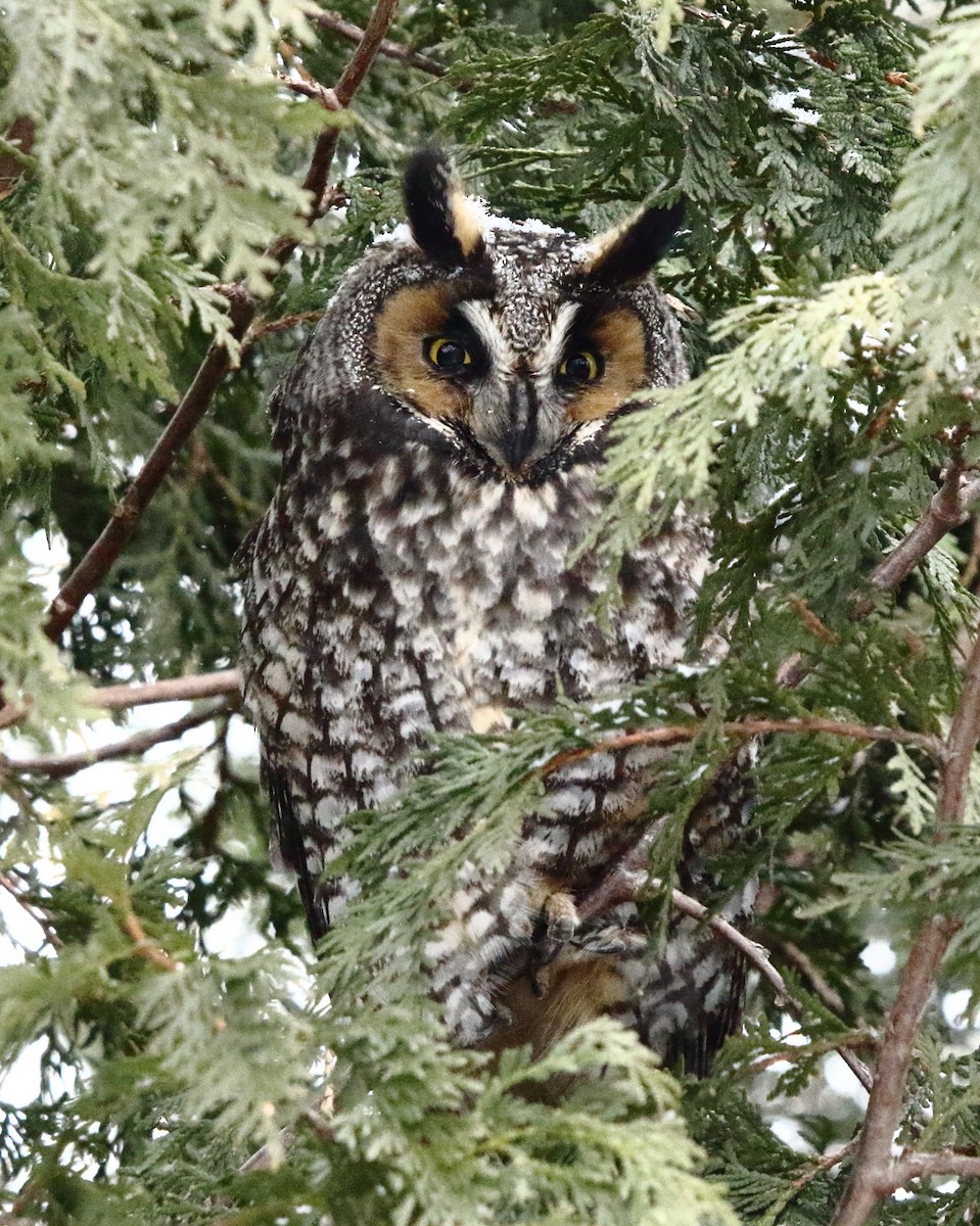 Long-eared Owl - ML399457461