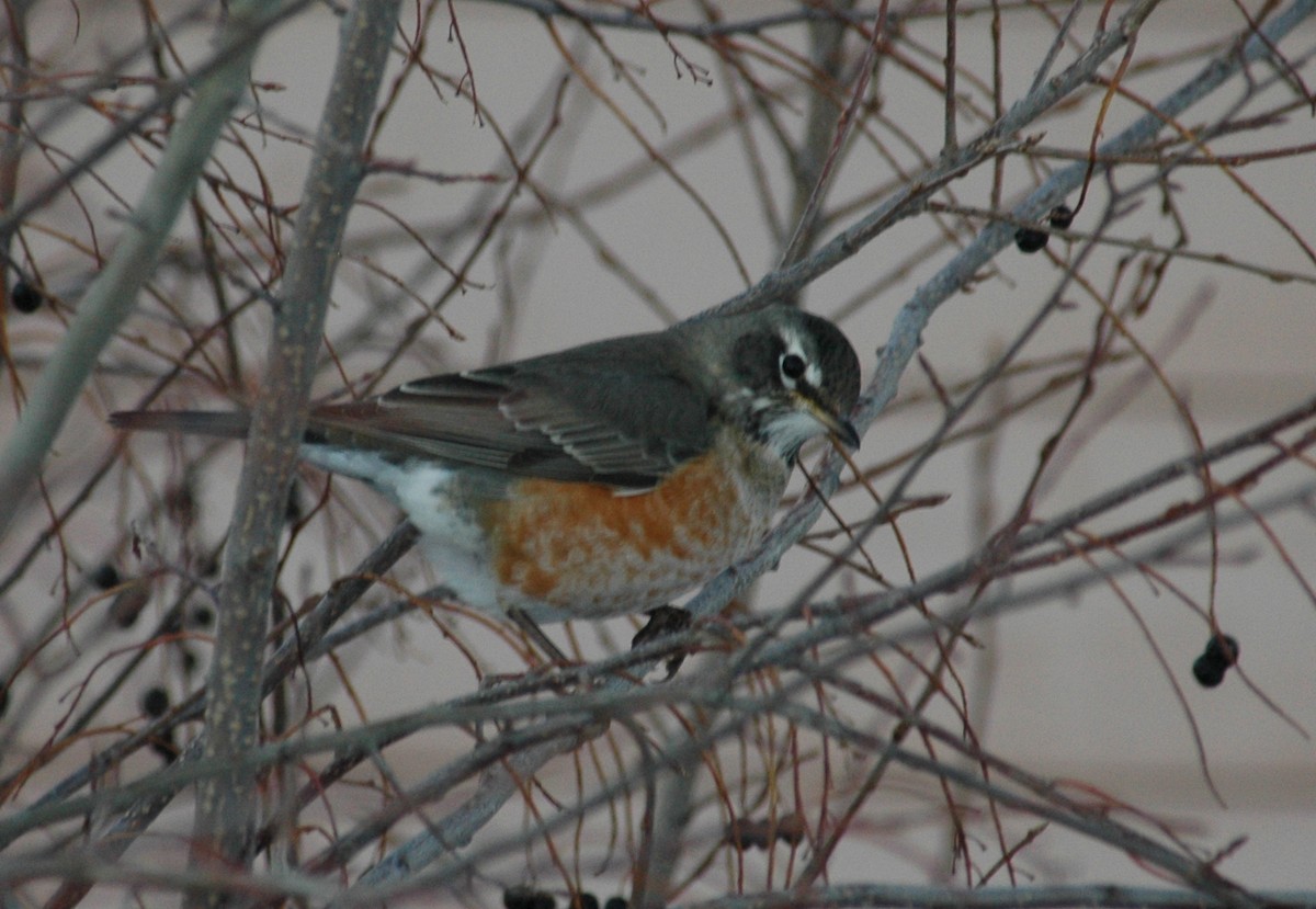 American Robin - ML39945751