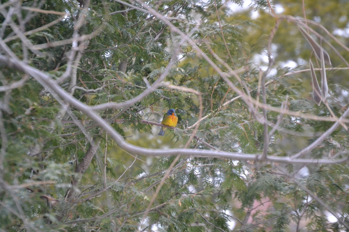 Painted Bunting - ML399459181