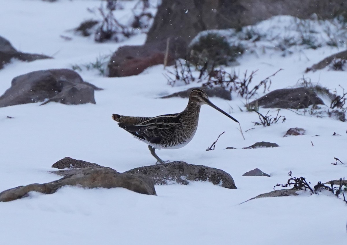 Wilson's Snipe - ML399460511