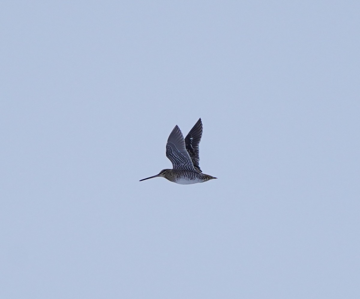 Wilson's Snipe - ML399460531