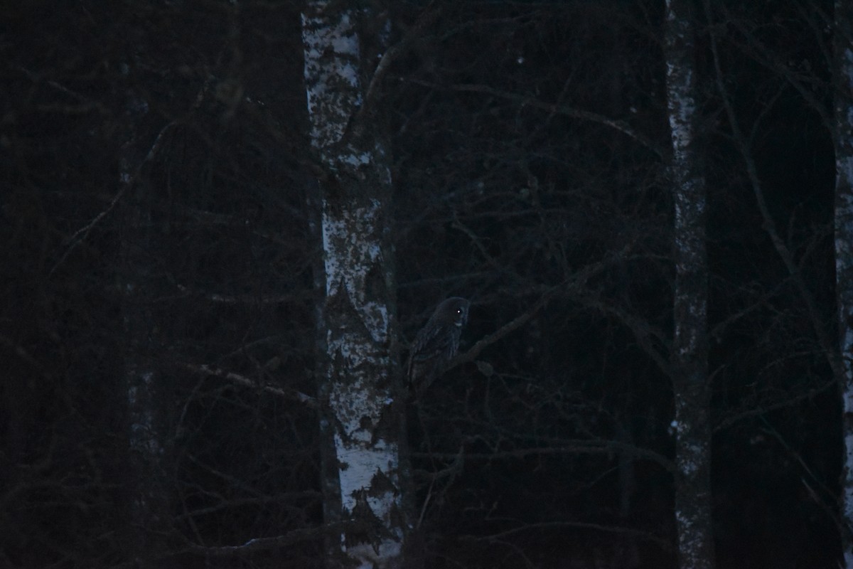 Great Gray Owl (Lapland) - ML399461631