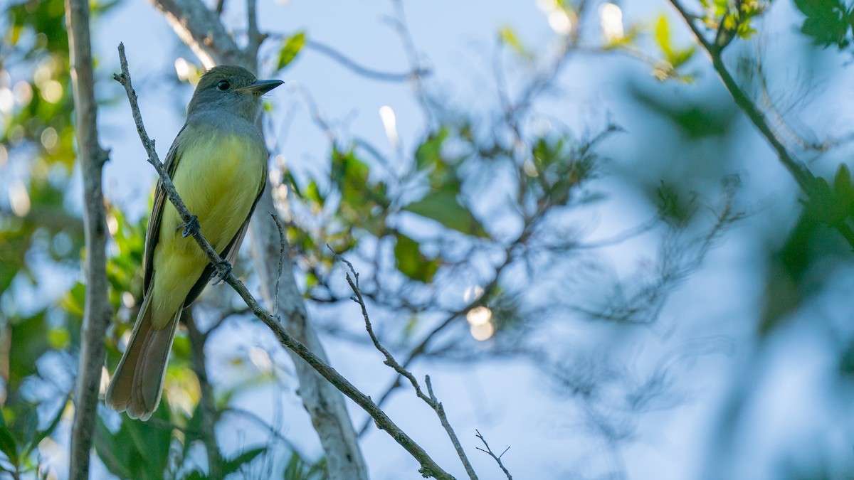 Great Crested Flycatcher - Javier Cotin