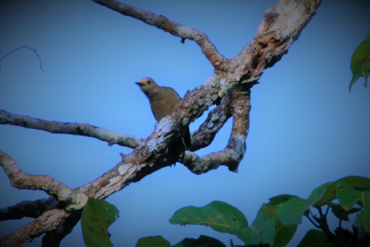 Yucatan Woodpecker - ML399462891