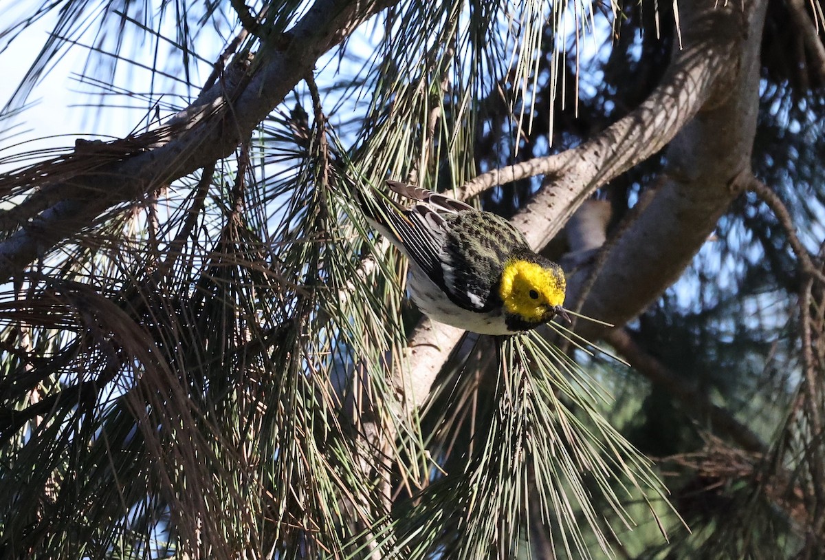 Hermit Warbler - ML399463511