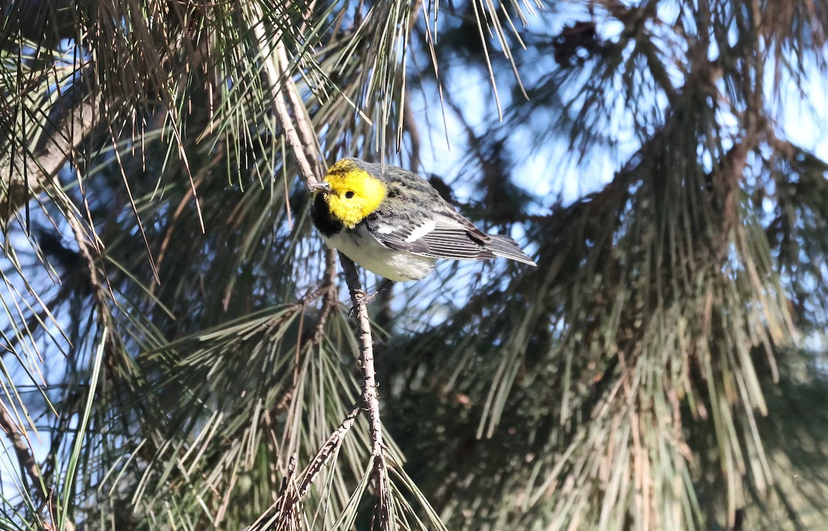 Hermit Warbler - ML399463541