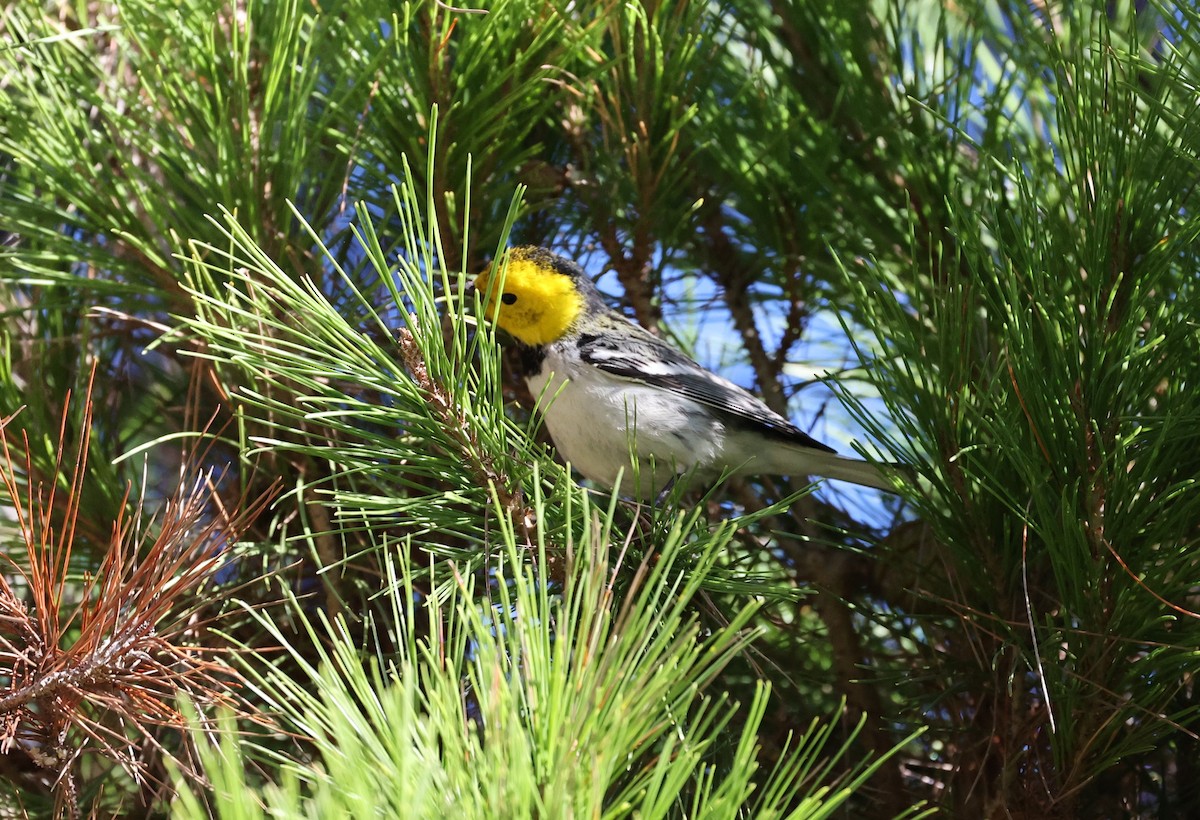 Hermit Warbler - ML399463551