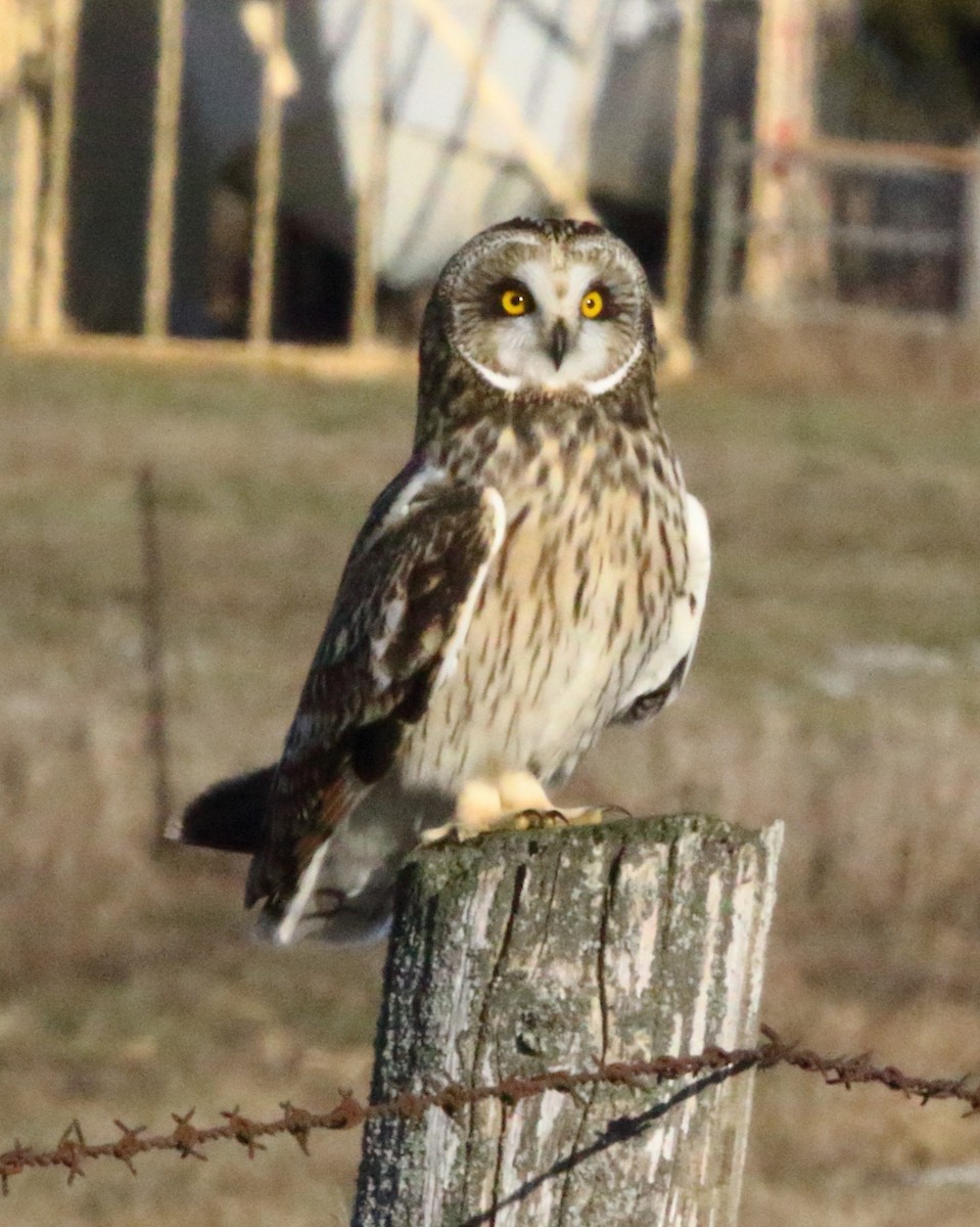 Short-eared Owl - ML399463641