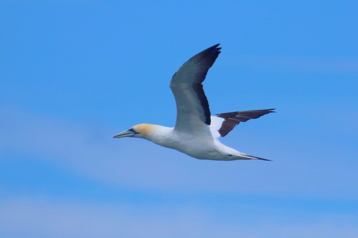 Australasian Gannet - Bernd Huss