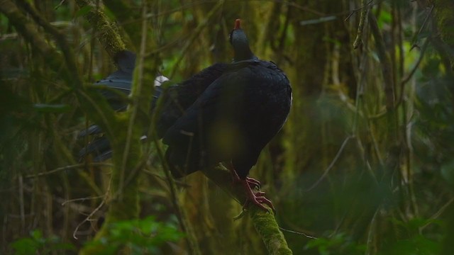 Horned Guan - ML399464281