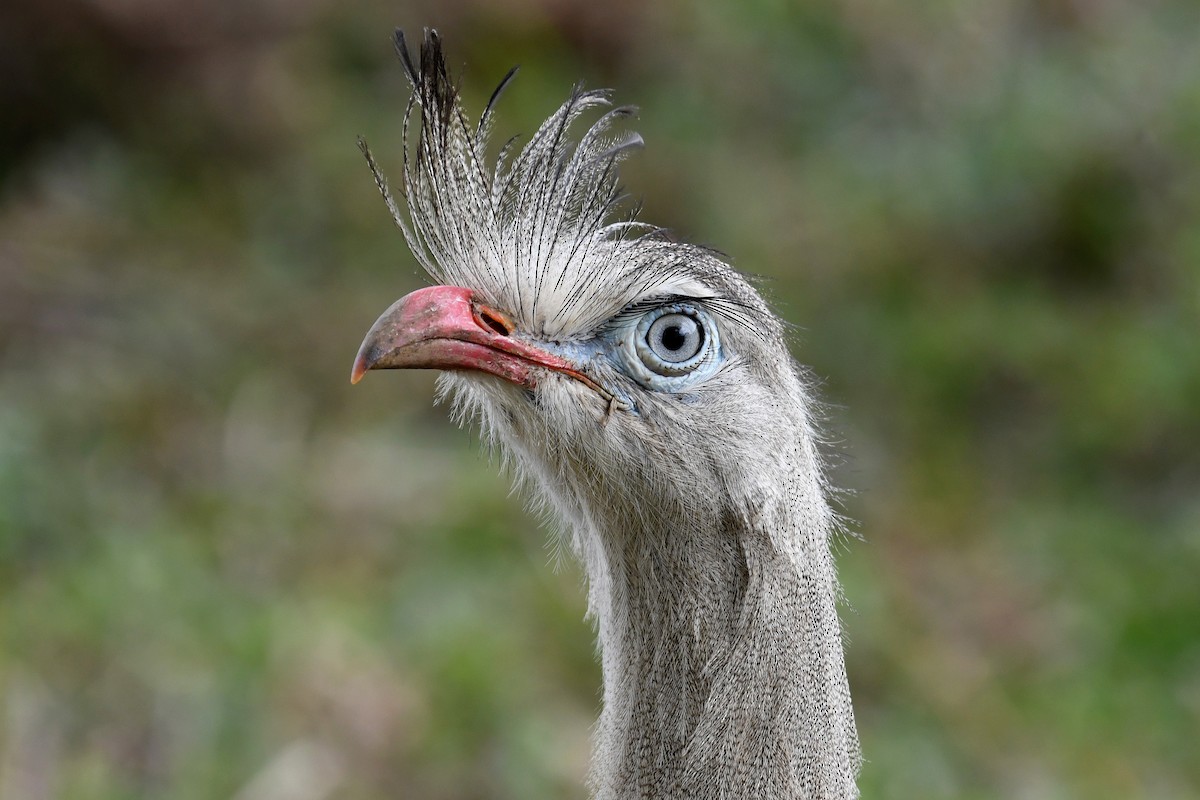 Red-legged Seriema - ML39946741