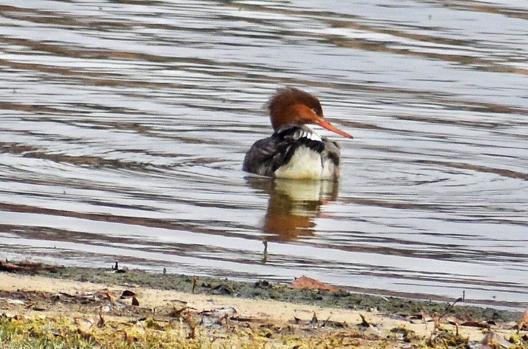 Red-breasted Merganser - ML399467851