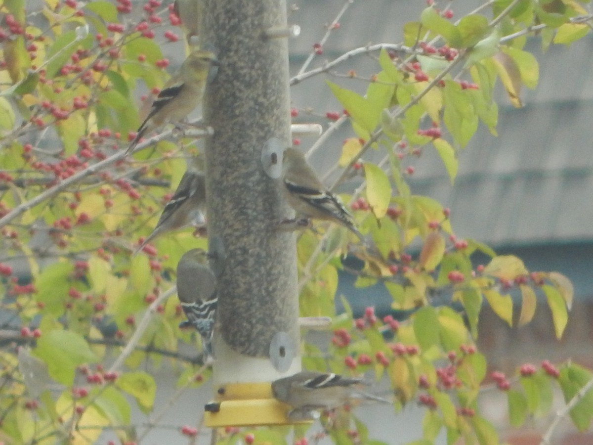 American Goldfinch - ML399468781