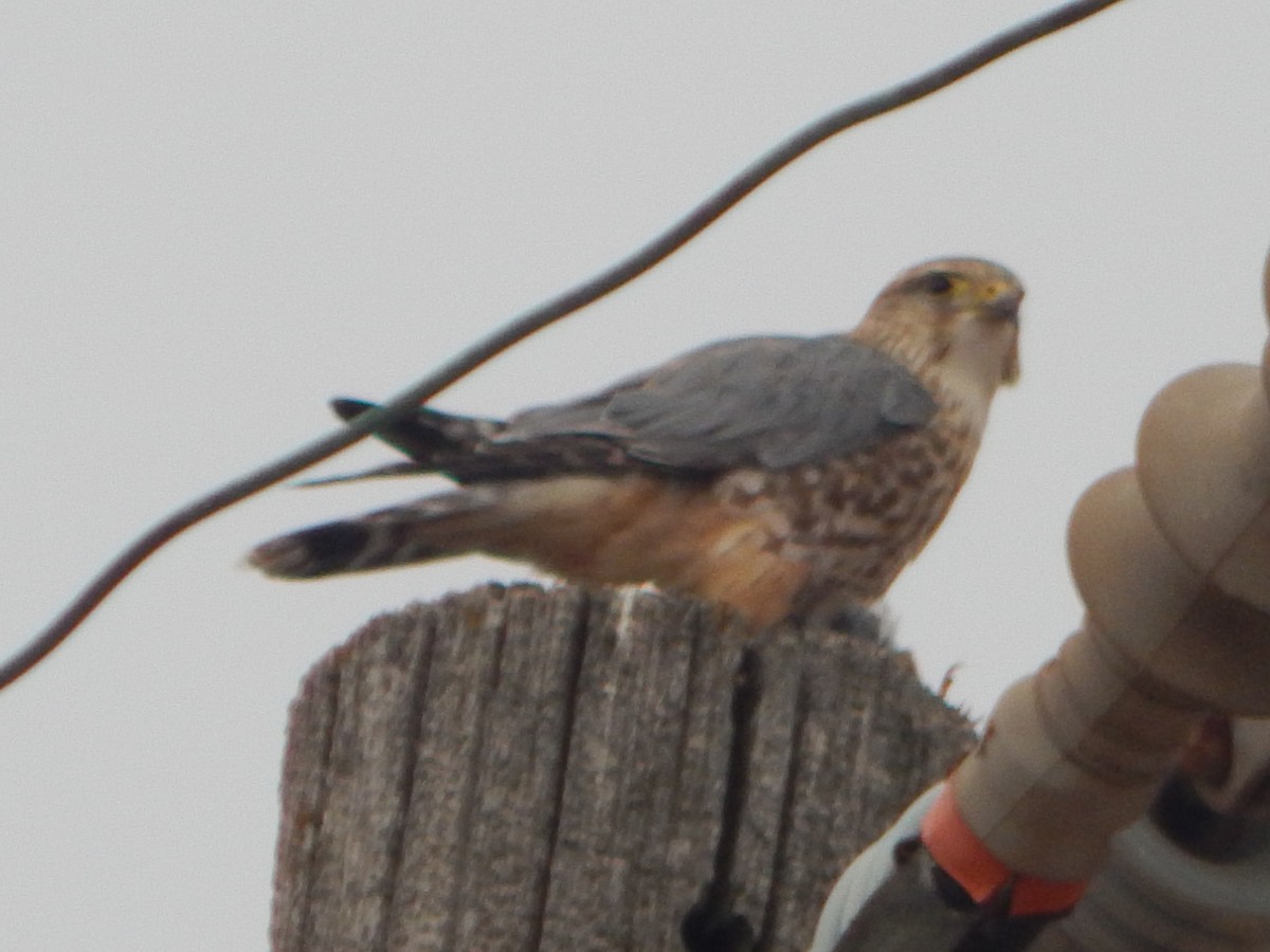 Merlin - ML399469691