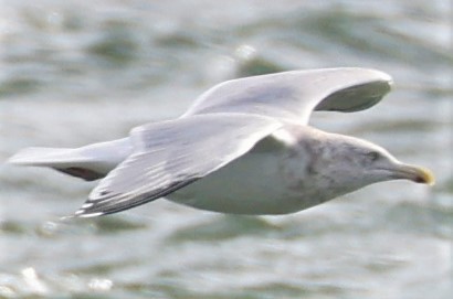 Herring Gull (American) - ML399471251