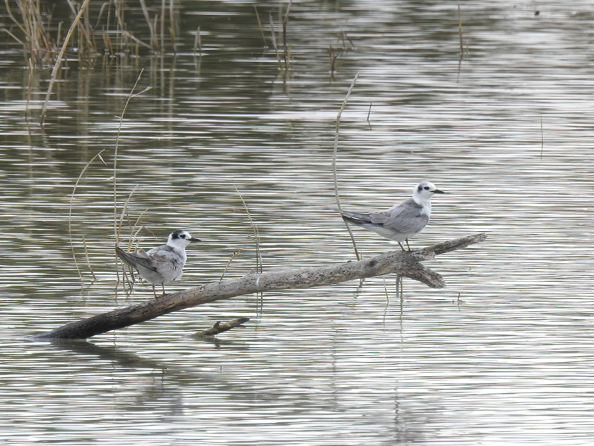 Weißflügel-Seeschwalbe - ML399471761