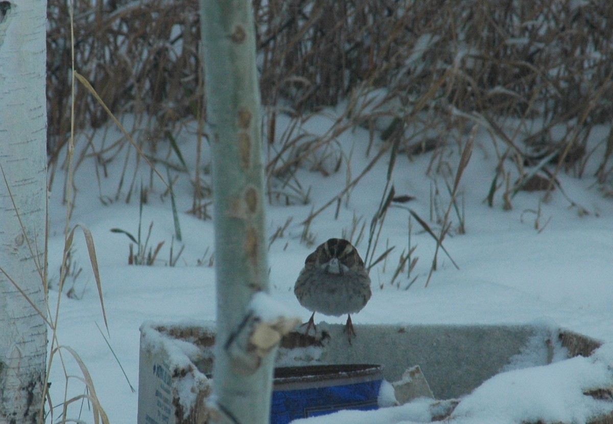 White-throated Sparrow - ML39947271