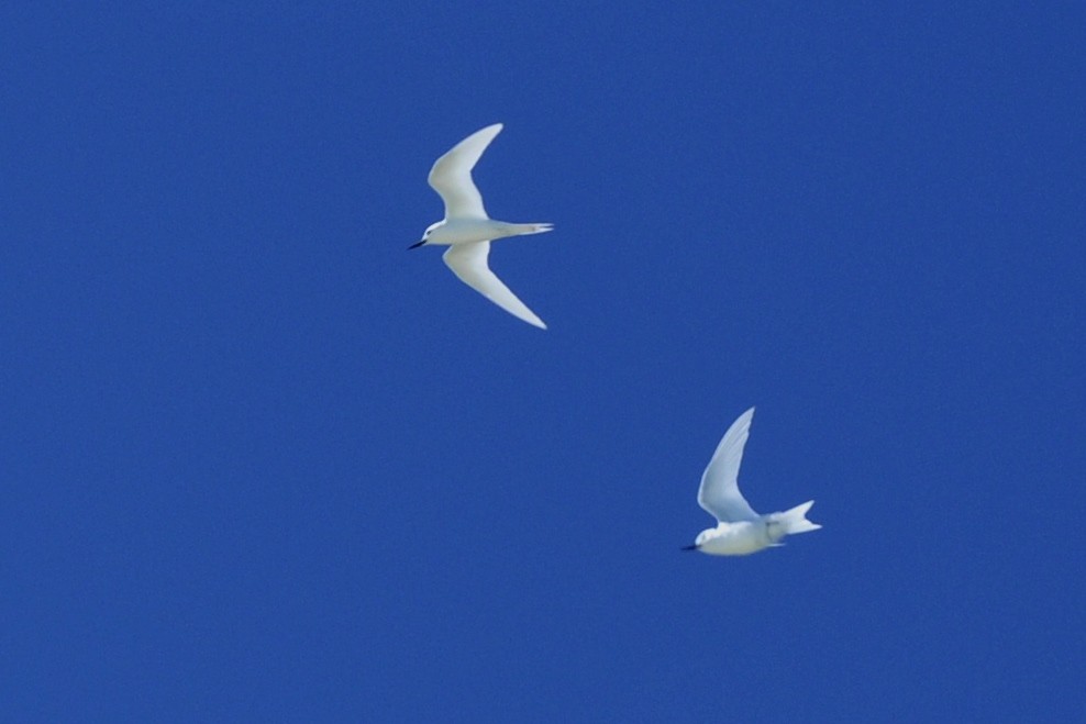 White Tern (Pacific) - ML39947281