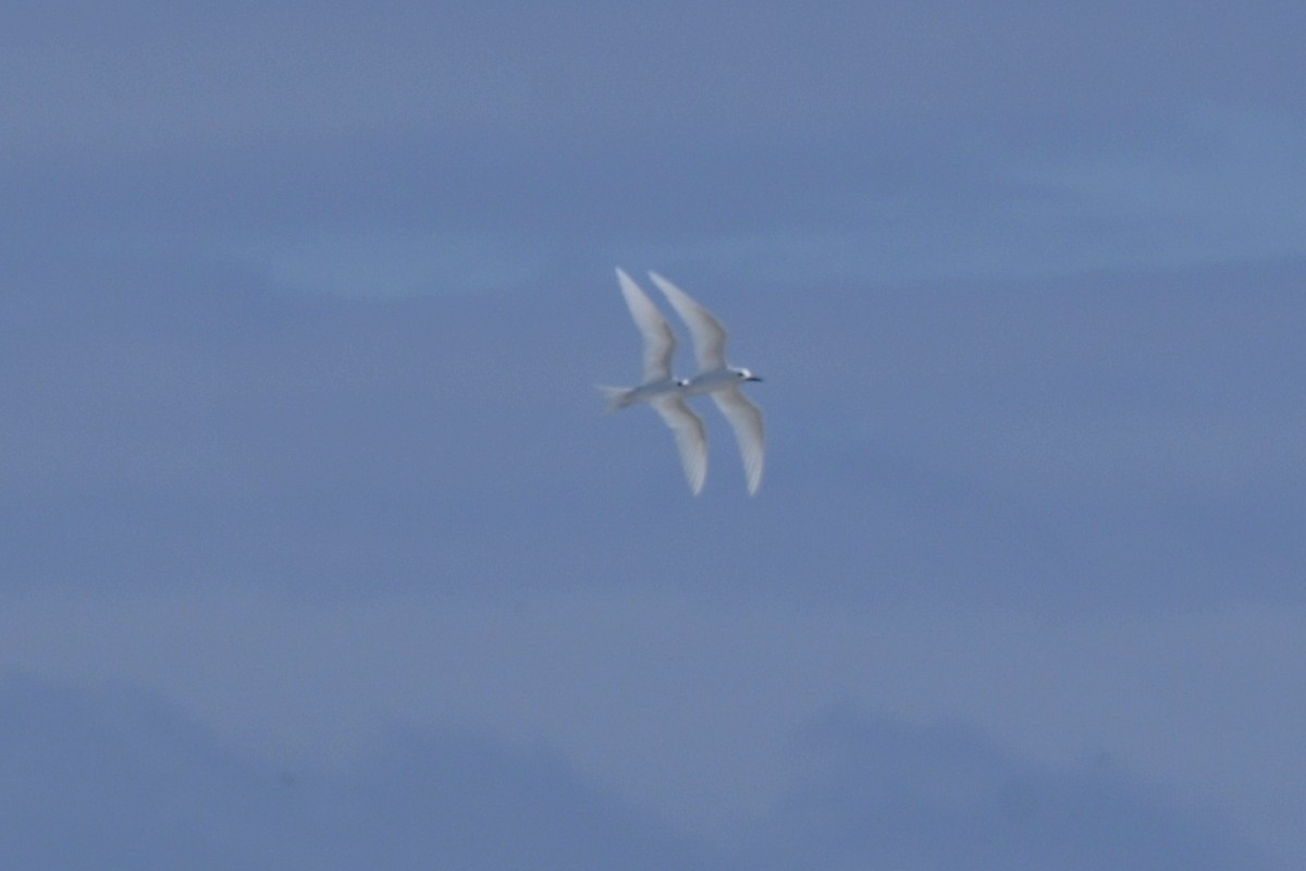 White Tern (Pacific) - John Doty