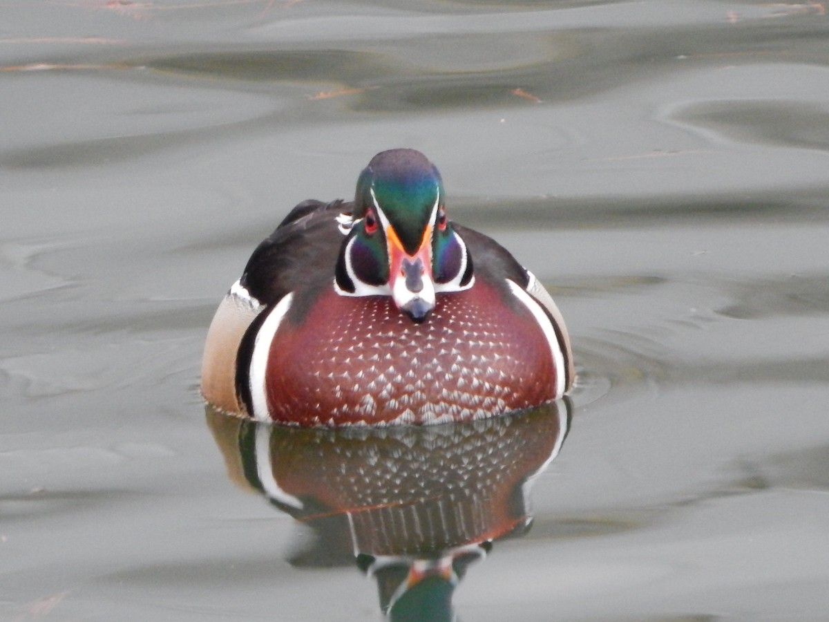 Wood Duck - ML399473871