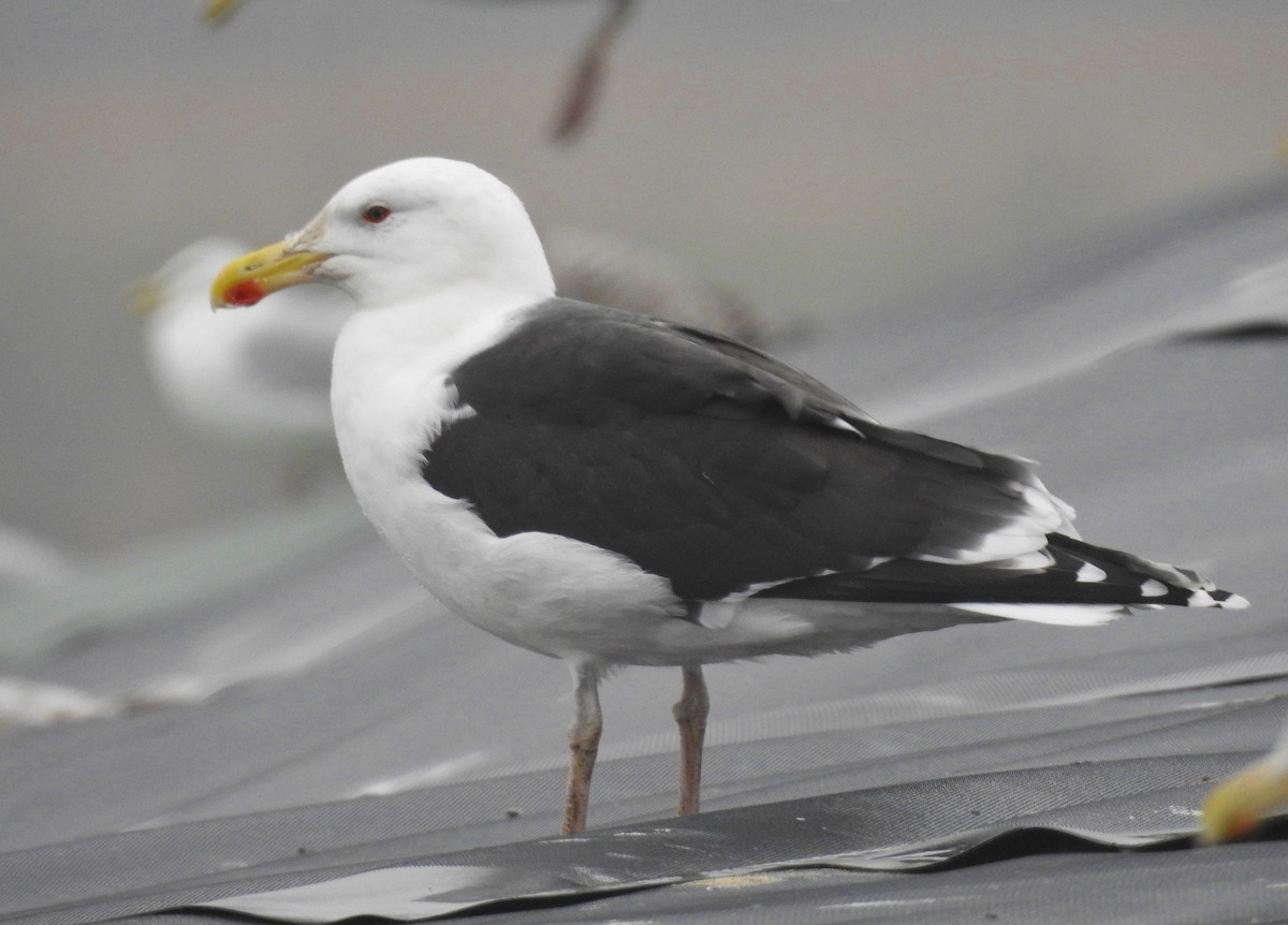 Great Black-backed Gull - ML399474261