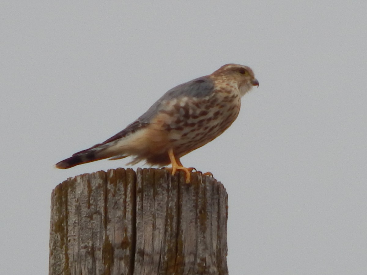 Merlin - ML399474751