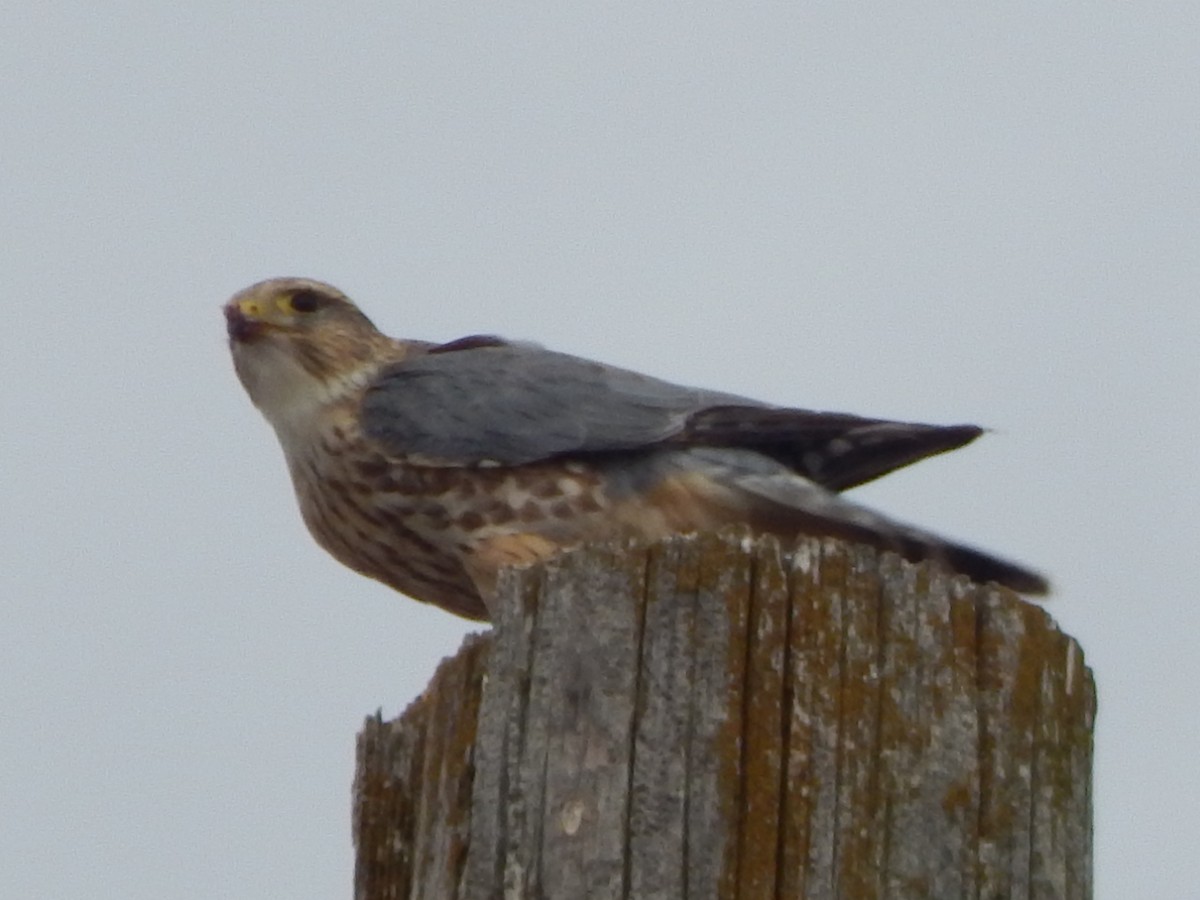 Merlin - ML399475211
