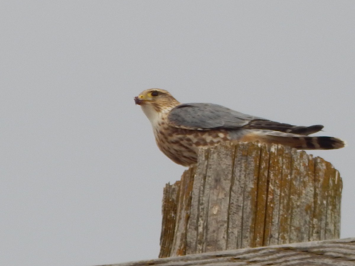 Merlin - ML399475311
