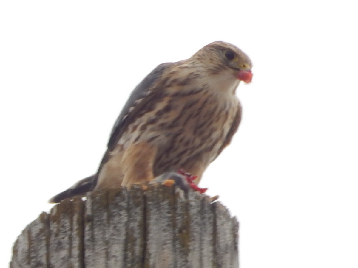 Merlin - ML399475731