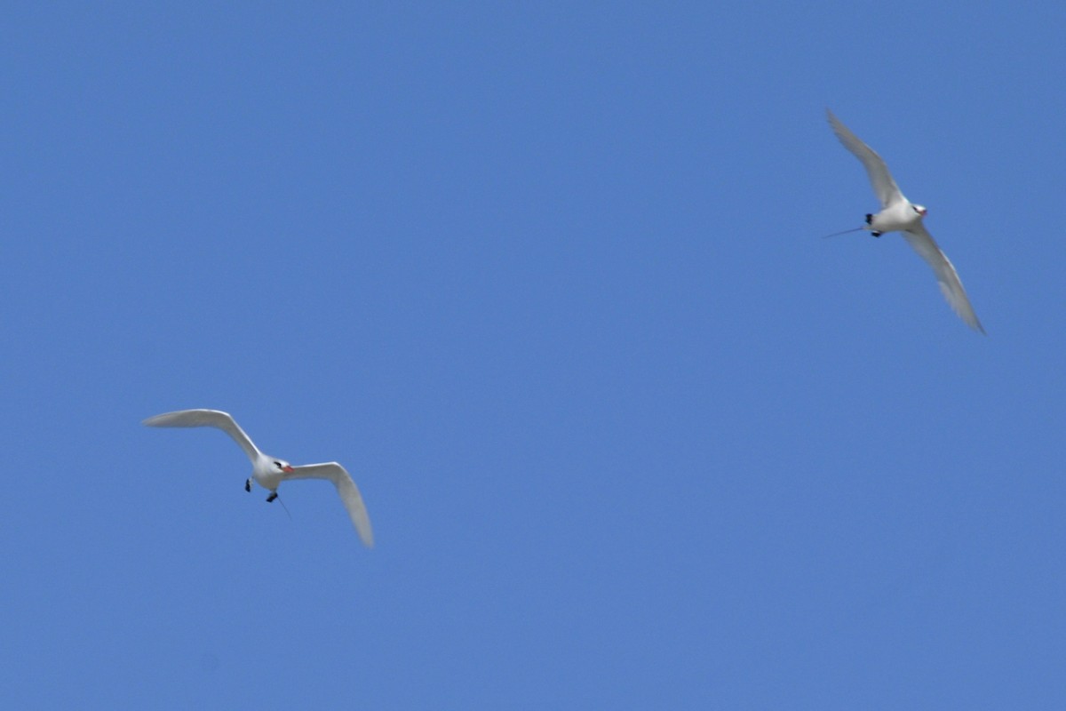 Red-tailed Tropicbird - ML39947581