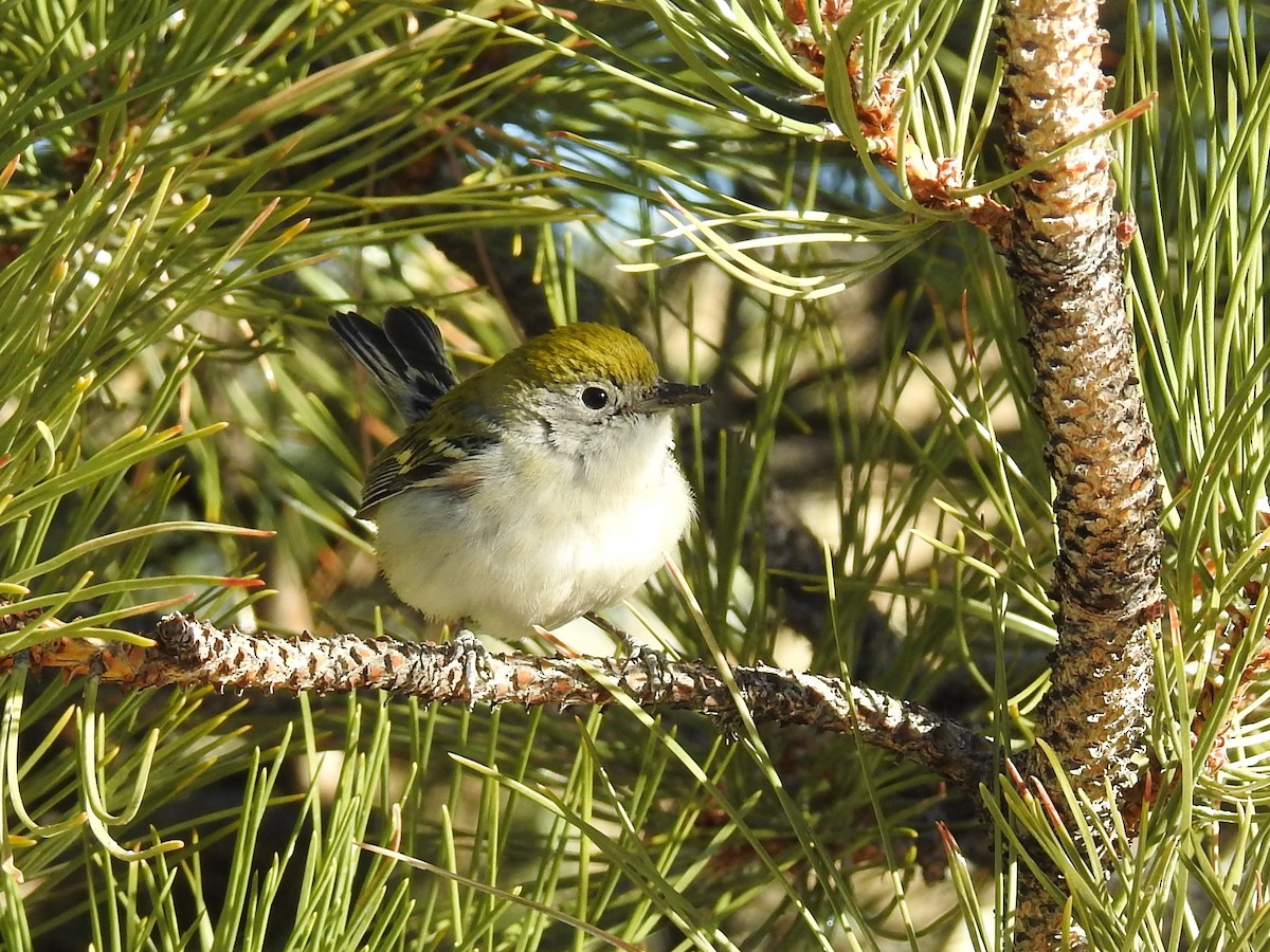 Chestnut-sided Warbler - ML399475971