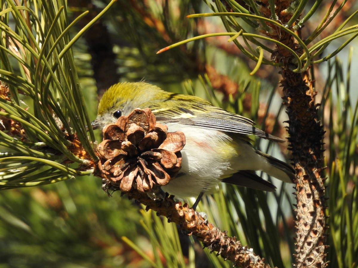 Chestnut-sided Warbler - ML399476051