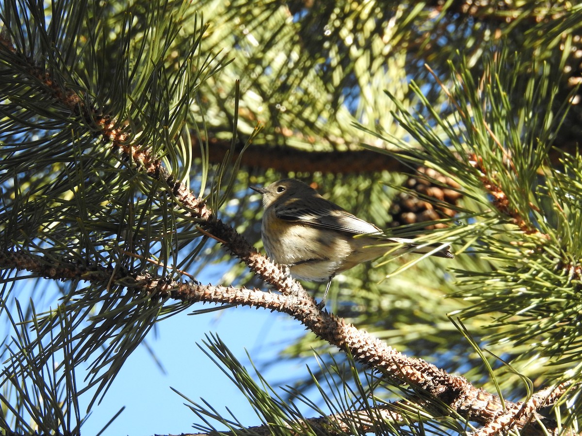 Yellow-rumped Warbler - ML399476131