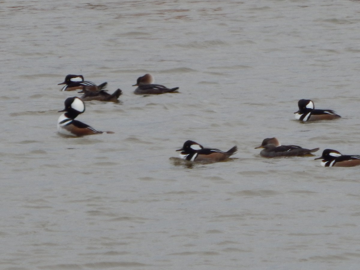Hooded Merganser - ML399476491