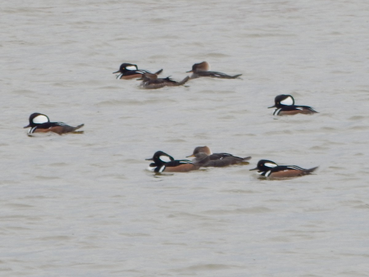 Hooded Merganser - ML399476511