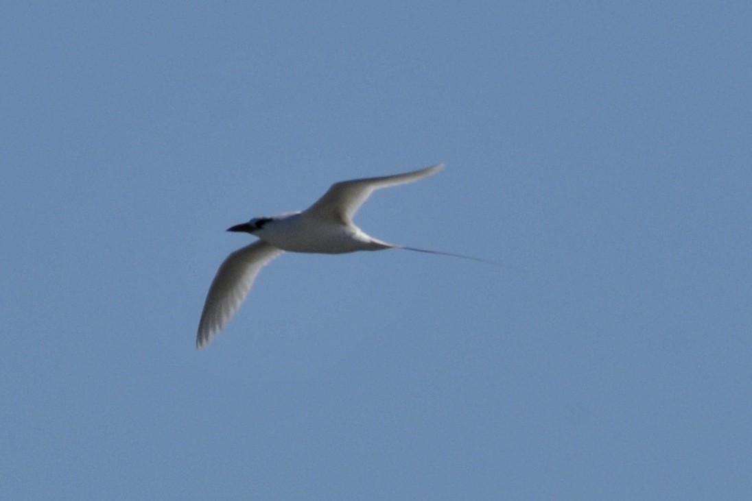 White-tailed Tropicbird - ML39947691