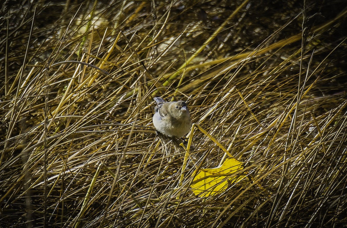 Lazuli Bunting - ML39947721