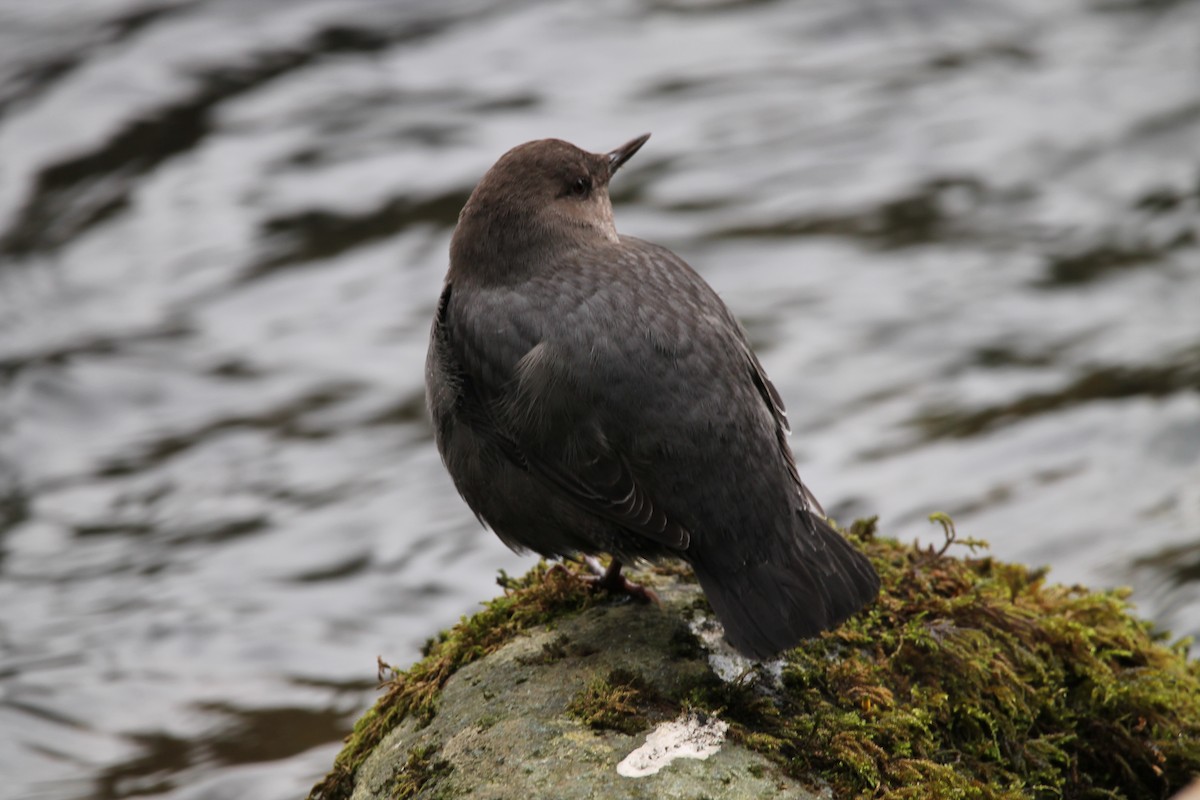 American Dipper - ML399479641