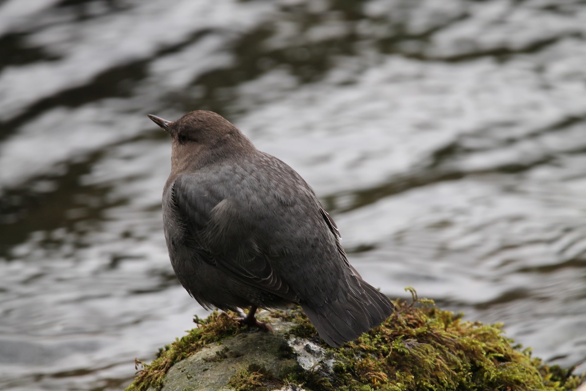 American Dipper - ML399479651