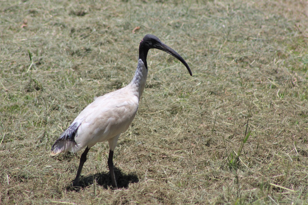 ibis australský - ML399480691
