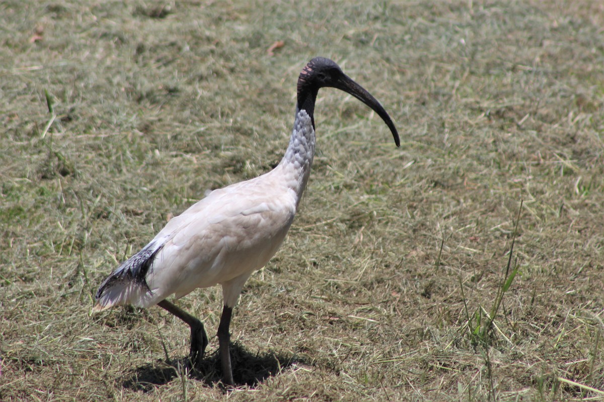 ibis australský - ML399480711