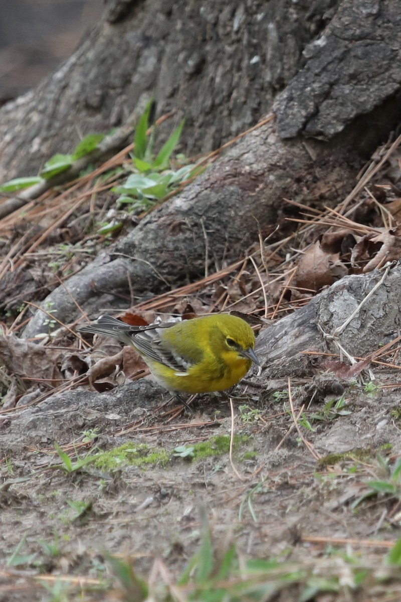 Pine Warbler - ML399481271