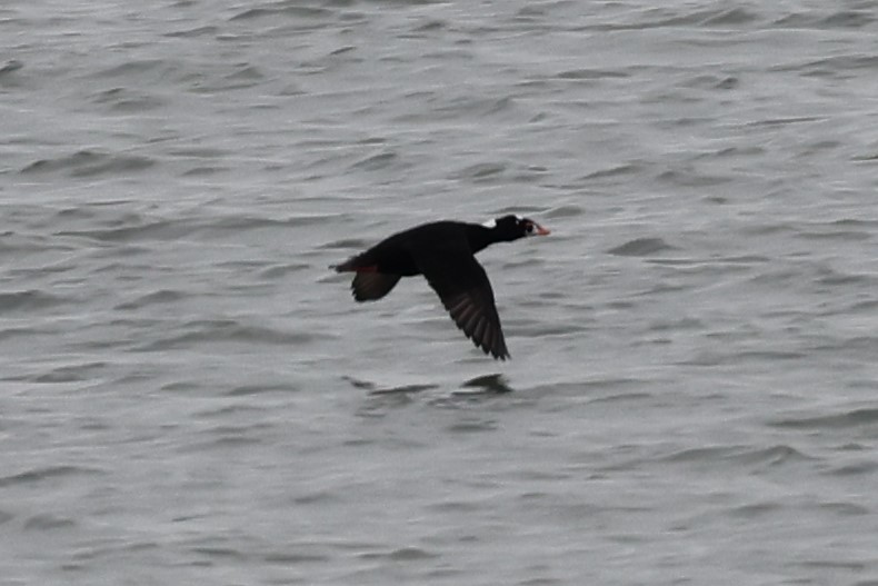 Surf Scoter - ML399483251