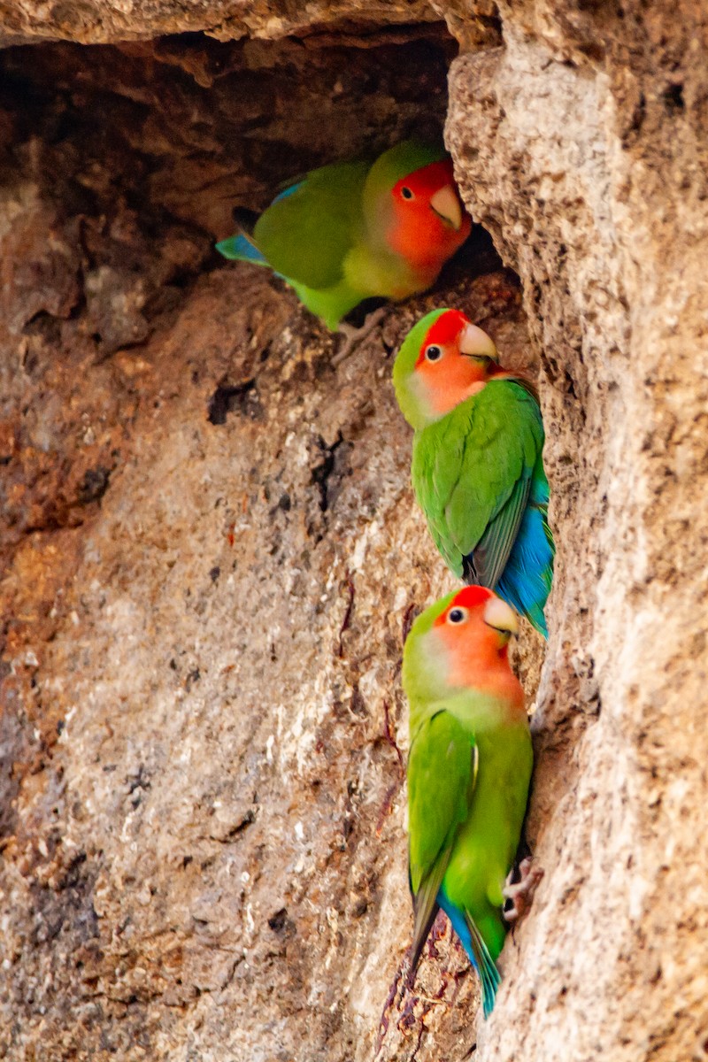 Rosy-faced Lovebird - ML399484161