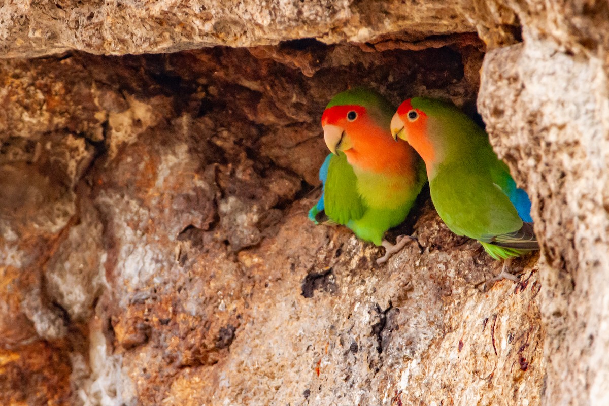 Rosy-faced Lovebird - ML399484541